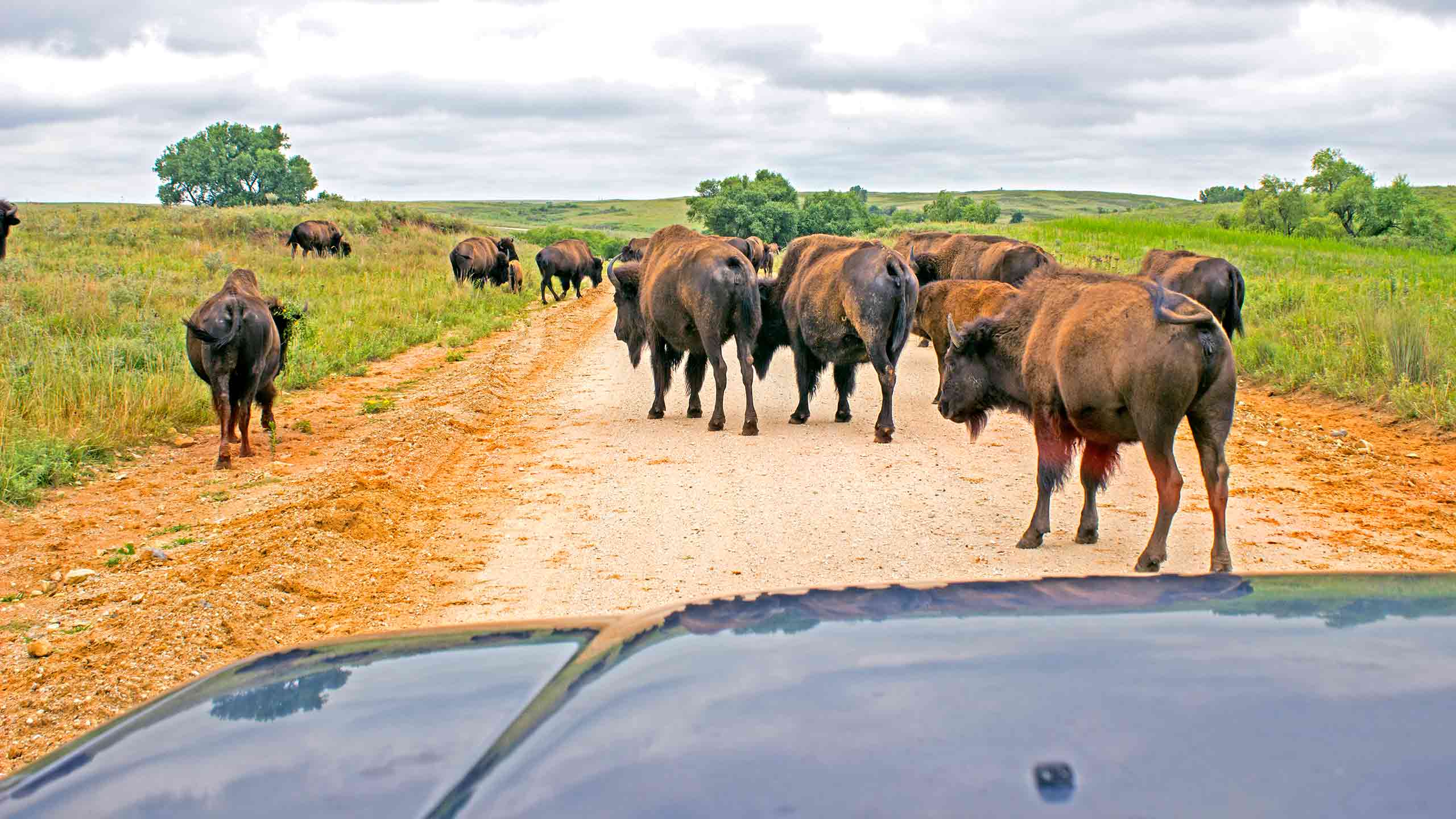 Bison from the 1994 Toyota Land Cruiser
