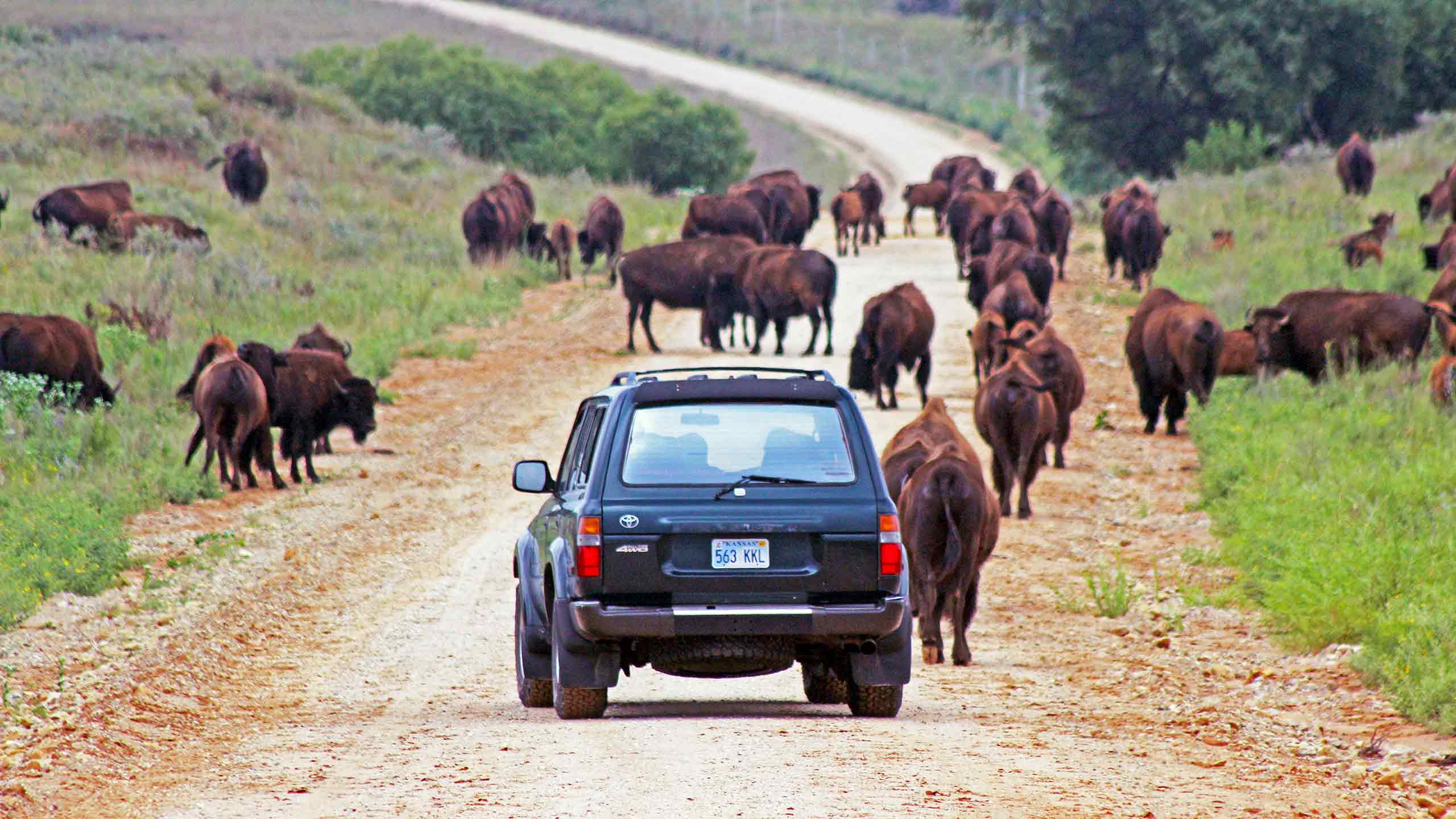Toyota Land Cruiser with Bison