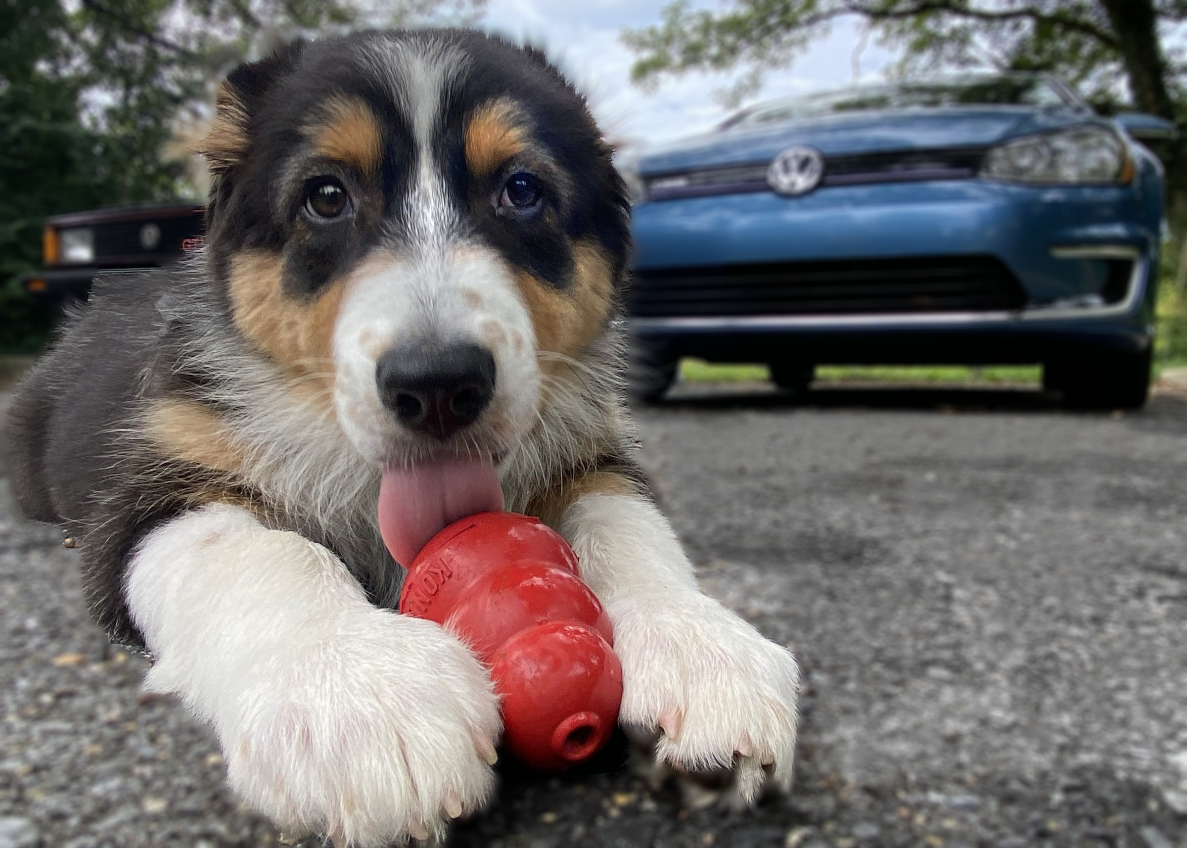 VW Kong dog toy